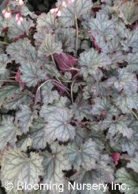 Heuchera 'Raspberry Ice'